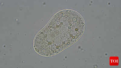 Scientists create 'life': All you need to know about the SpudCell - why it matters & where it falls short