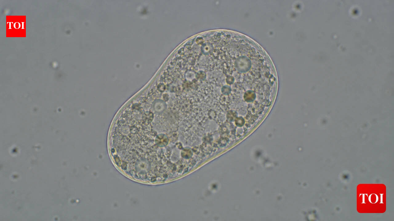 Scientists create 'life': All about the SpudCell - why it matters & where it falls short