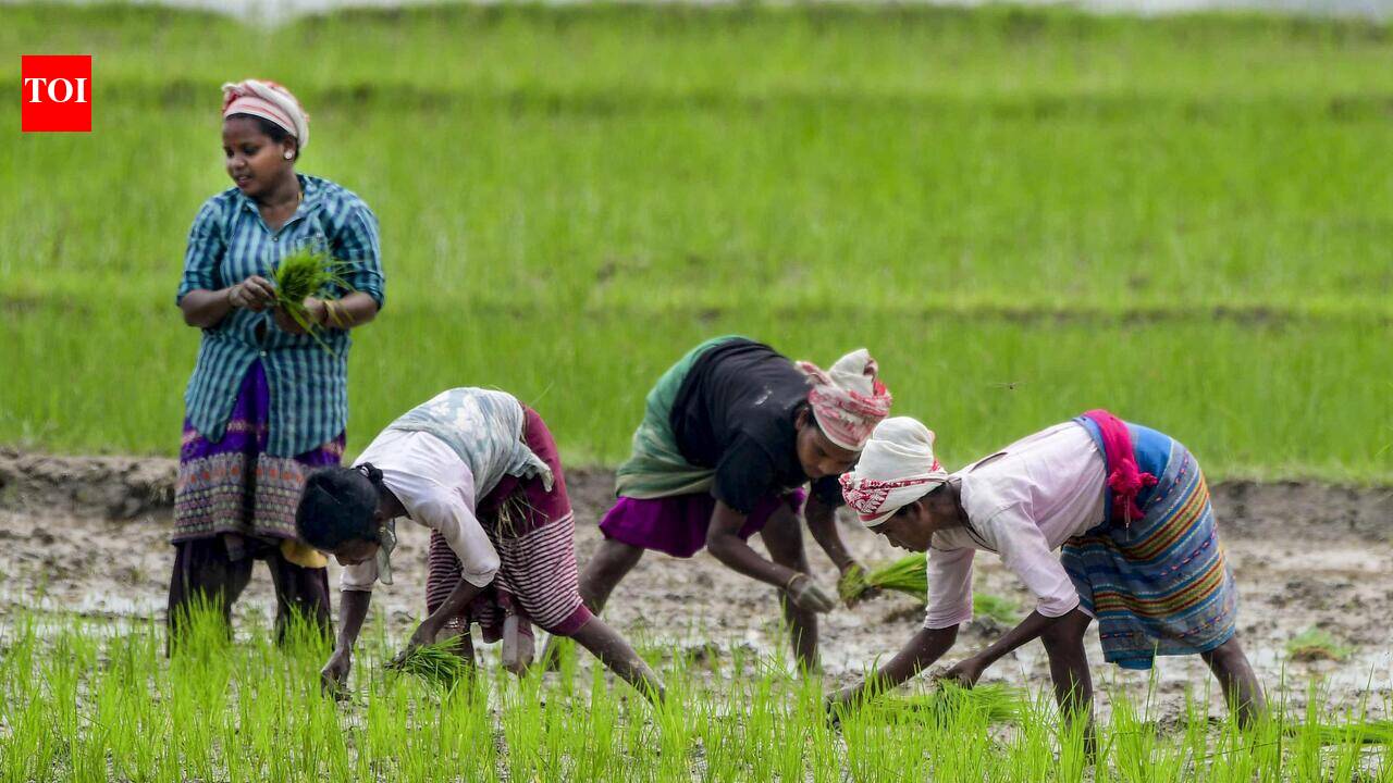 Announce special package for alternative crops: Farmers’ outfit