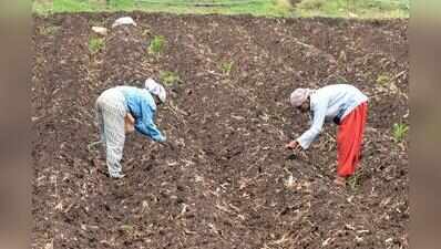 At 20%, Maha kharif sowing picks up pace but still far from last year’s 62% coverage as rain plays truant
