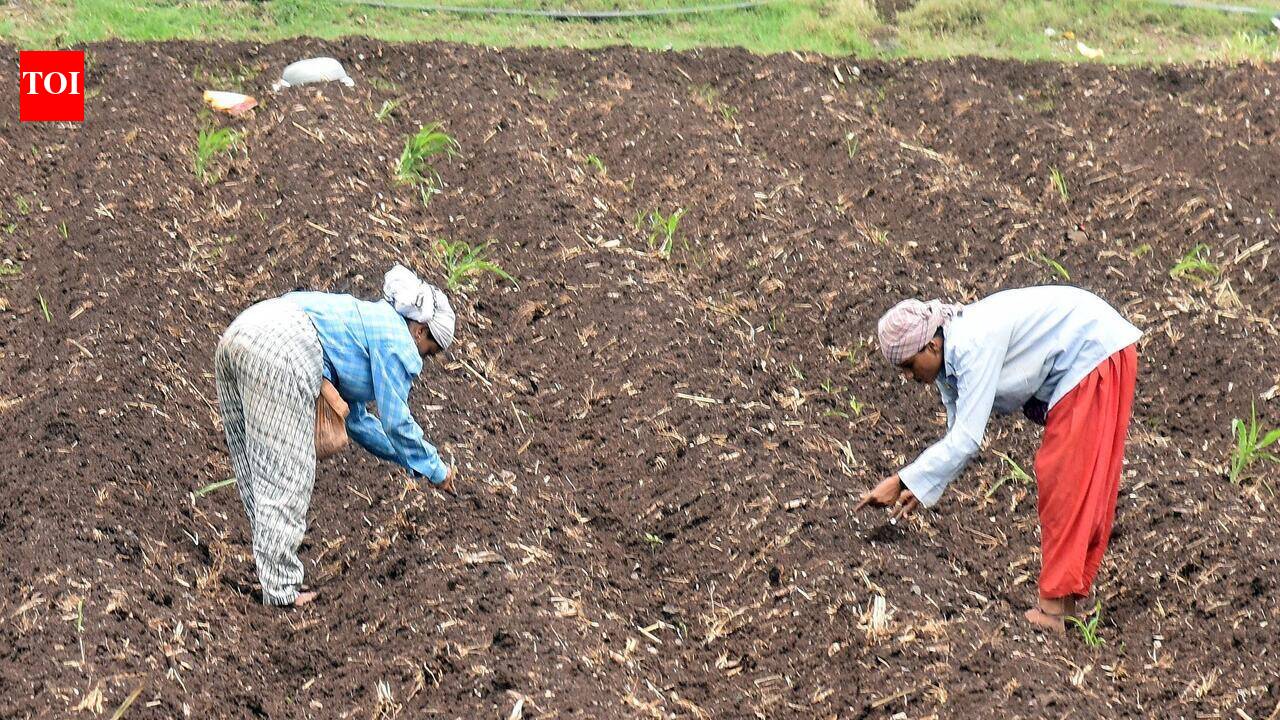 At 20%, Maha kharif sowing picks up pace but still far from last year’s 62% coverage as rain plays truant