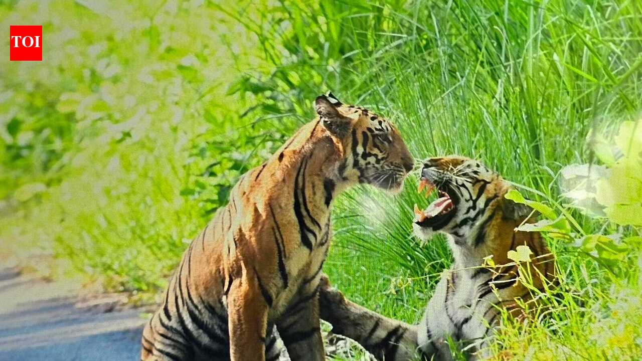 Dudhwa Tiger Reserve revenue up by Rs 1cr; Pilibhit sees marginal rise