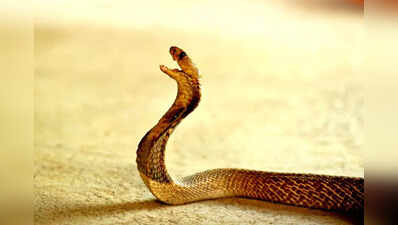  Why snakebites still kill despite a cure