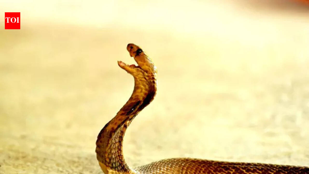Monsoon's deadliest visitor: Why snakebites still kill despite a cure