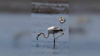 Rare flamingo flock finds refuge in Santa Cruz wetlands