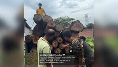 Govt launches mission-mode crackdown on illegal sawmills