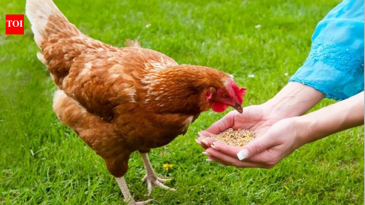 Swedish proverb of the day: 'Even a blind hen finds a grain sometimes'