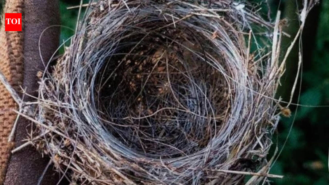 Ukraine’s birds are building nests from drone cables: How a war-torn world is reshaping wildlife