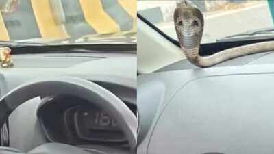 Venomous cobra found inside moving car on Ghaziabad elevated road; Dramatic rescue goes viral