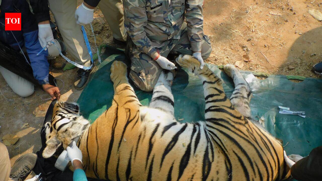 Satpura tiger was poisoned, killed with electric wire by opium cultivator: Autopsy