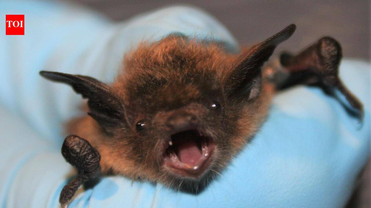 Bat on his face, no visible bite: 11-year-old Canadian boy dies of rabies weeks later