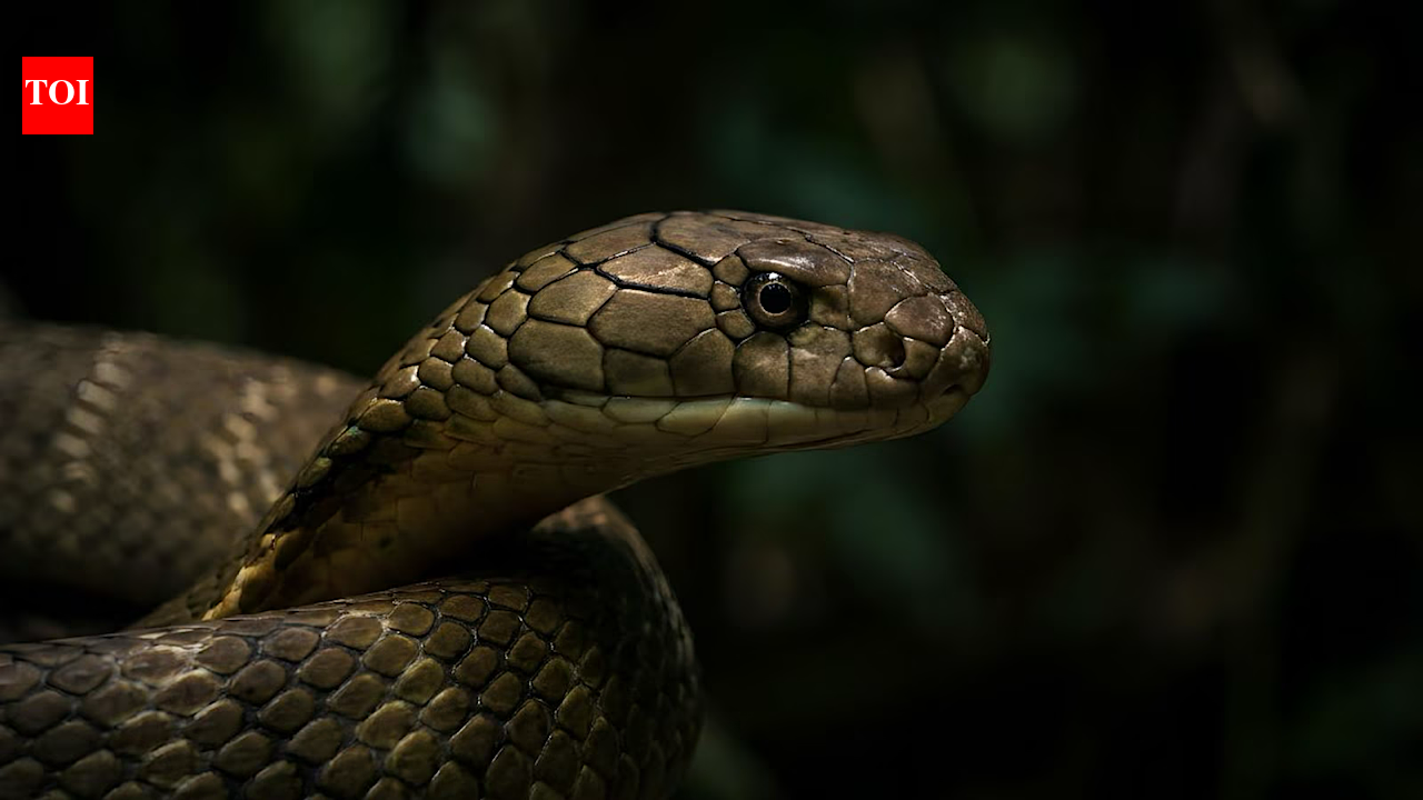 Inside a king cobra nest: How the world’s longest venomous snake builds a home unlike any other