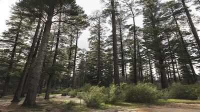 Chile in the 1970s replaced vast native forests with pine plantations, but scientists later found streams shrinking while wildlife quietly disappeared