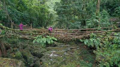 Rooted in partnership: How Meghalaya’s living root bridges are redefining global conservation