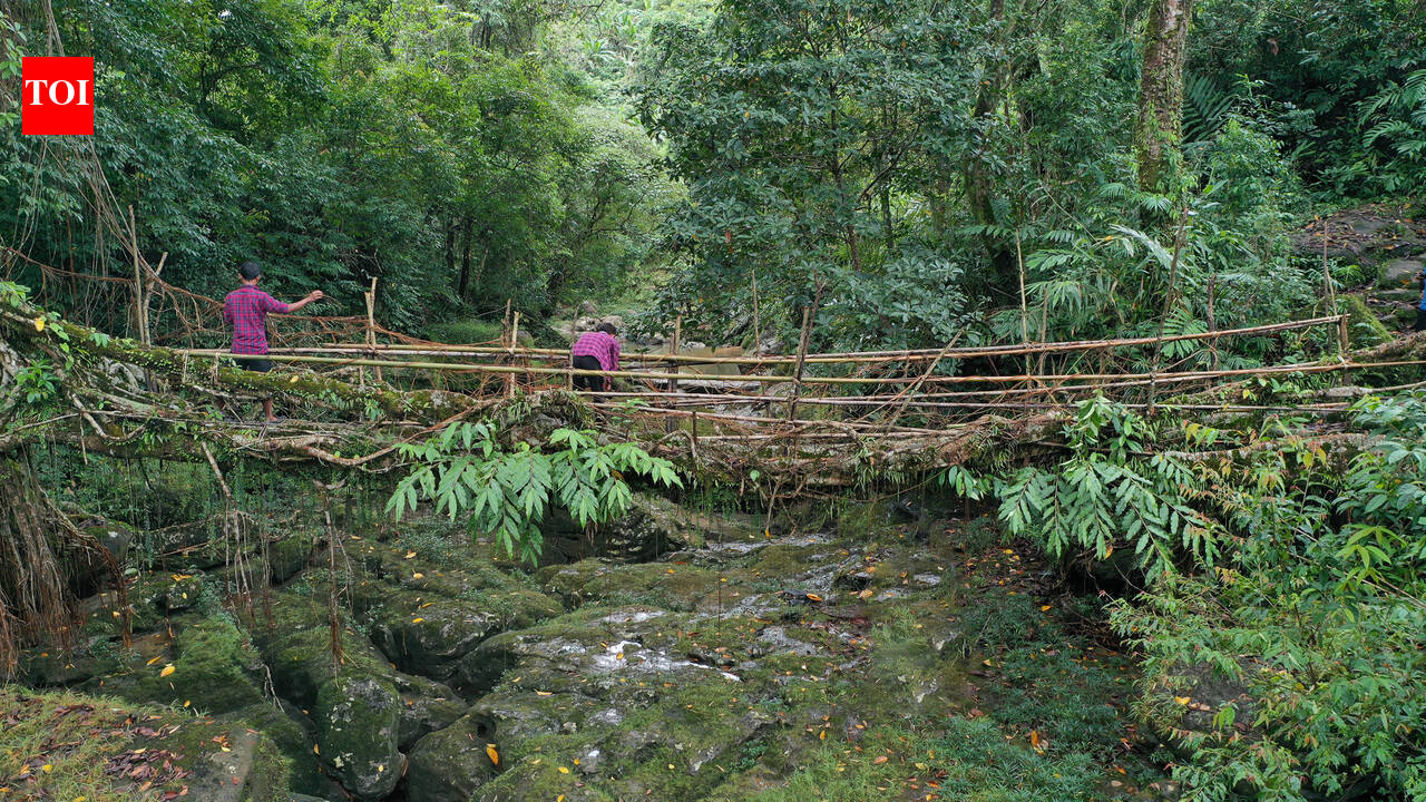 Rooted in partnership: How Meghalaya’s living root bridges are redefining global conservation