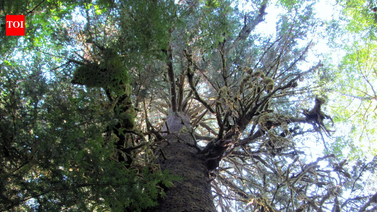 Britain in the 1920s planted millions of Sitka spruce trees for timber, but research suggests these plantations provide much less habitat for wildlife than native forests