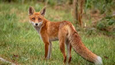  The native predator of India's grasslands and open landscapes