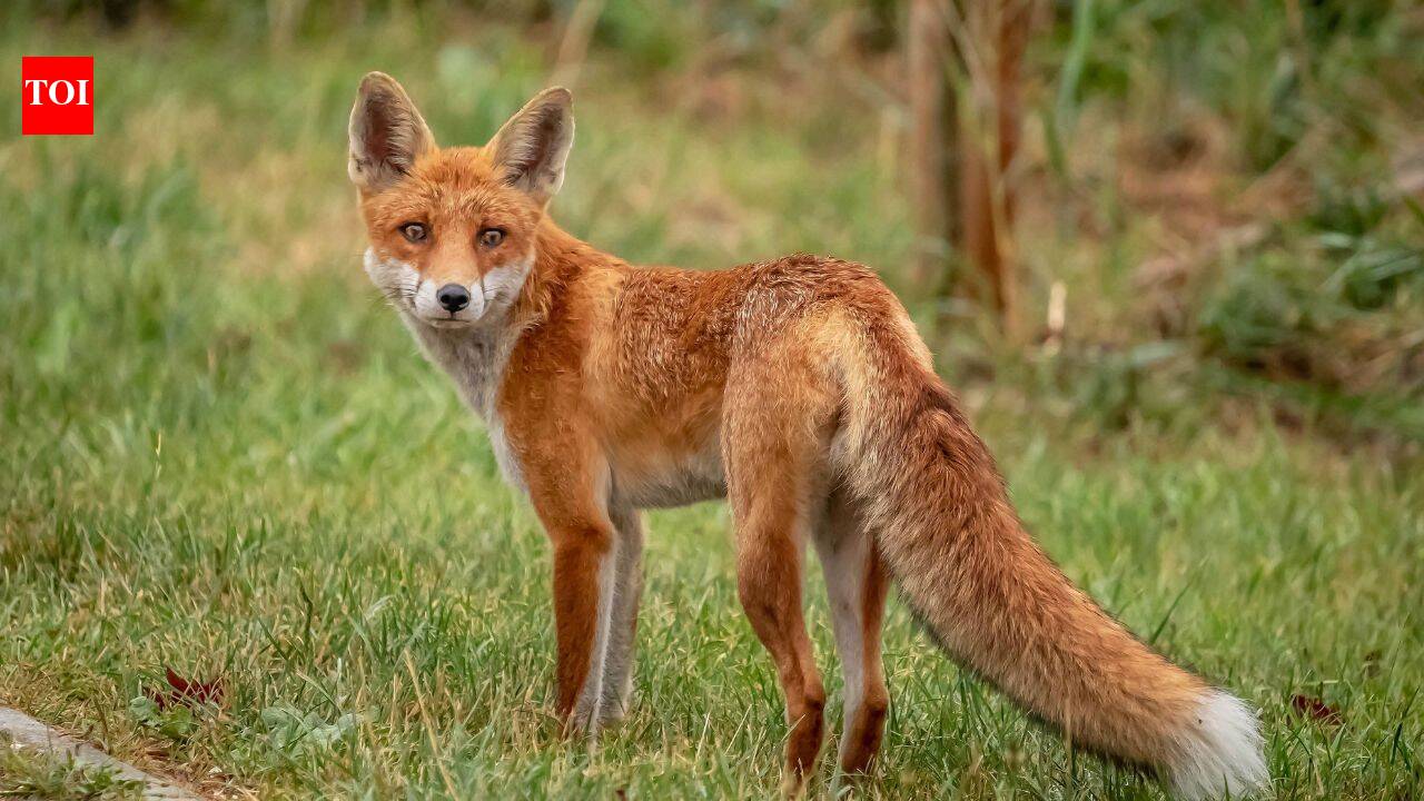 Meet the Bengal fox: The native predator of India's grasslands and open landscapes