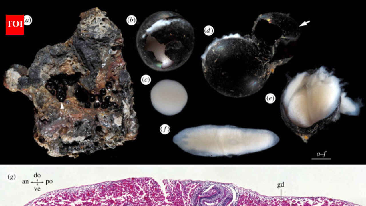 Scientists found mysterious black eggs 20,000 feet underwater; inside was an alien species unknown to science
