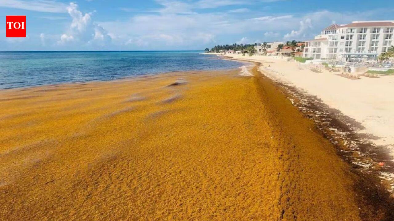 Satellite images reveal a massive 5,000-mile seaweed belt stretching thousands of miles across the Atlantic