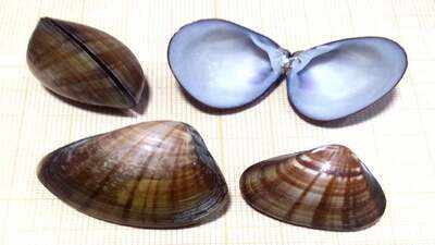 Brazil’s non-native mollusc tally has jumped 215% in 15 years, and scientists say 82 species now need closer watch because some already damage farms, rivers and power plants