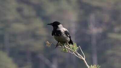Vancouver's Crow Dive-Bombing Tradition: Map Your Attack Zones This ...