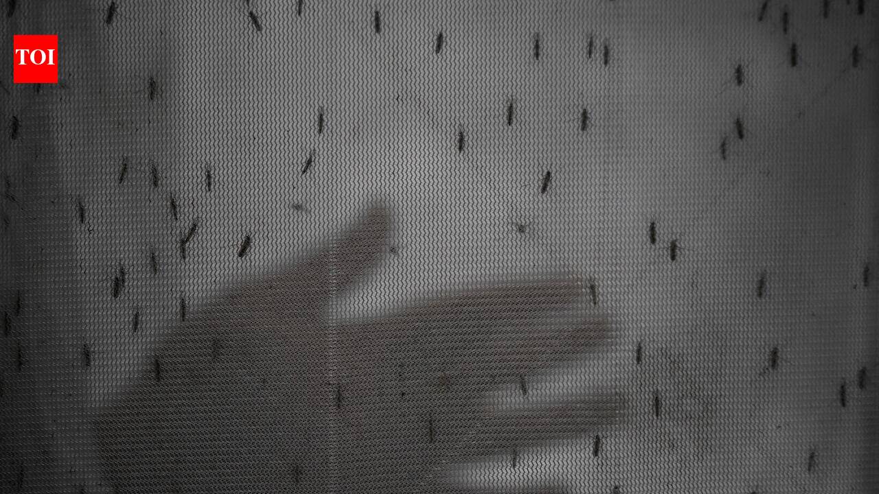 Jaipur among ‘most vulnerable’ dists to dengue, scrub typhus in monsoon