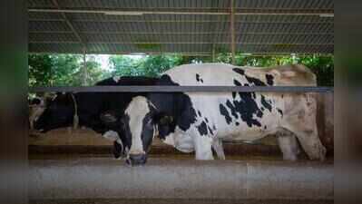 Tripura becomes Northeast’s second-largest milk producer, expands dairy facilities