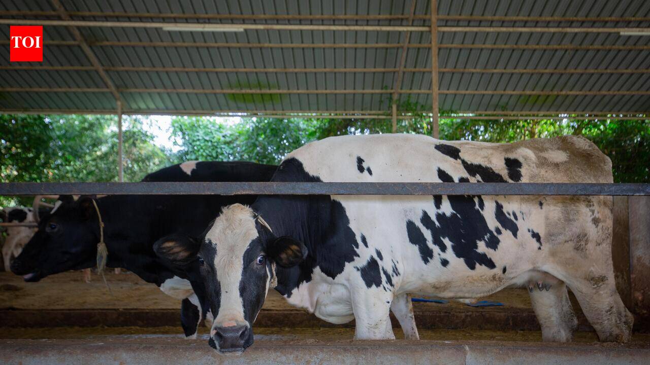 Tripura becomes Northeast’s second-largest milk producer, expands dairy facilities