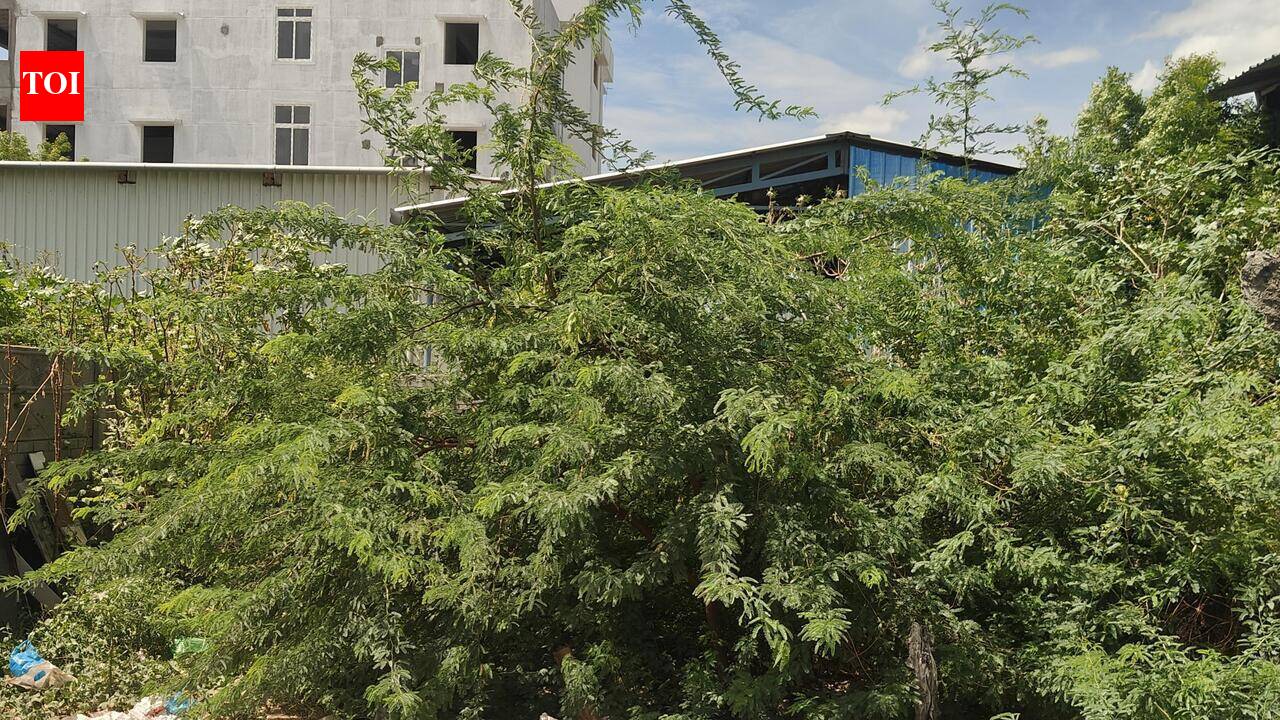 Trichy district admin sets July 31 as deadline to remove seemai karuvelam trees