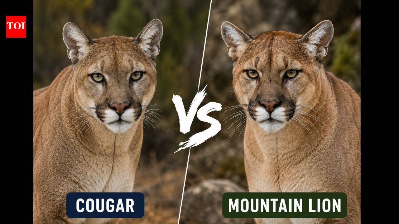 Cougar vs. Mountain Lion: How different are these powerful predators