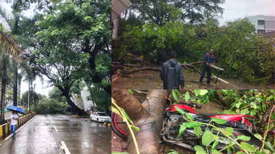  8 injured as tree collapses during inspection in Santacruz; city logs 91 complaints