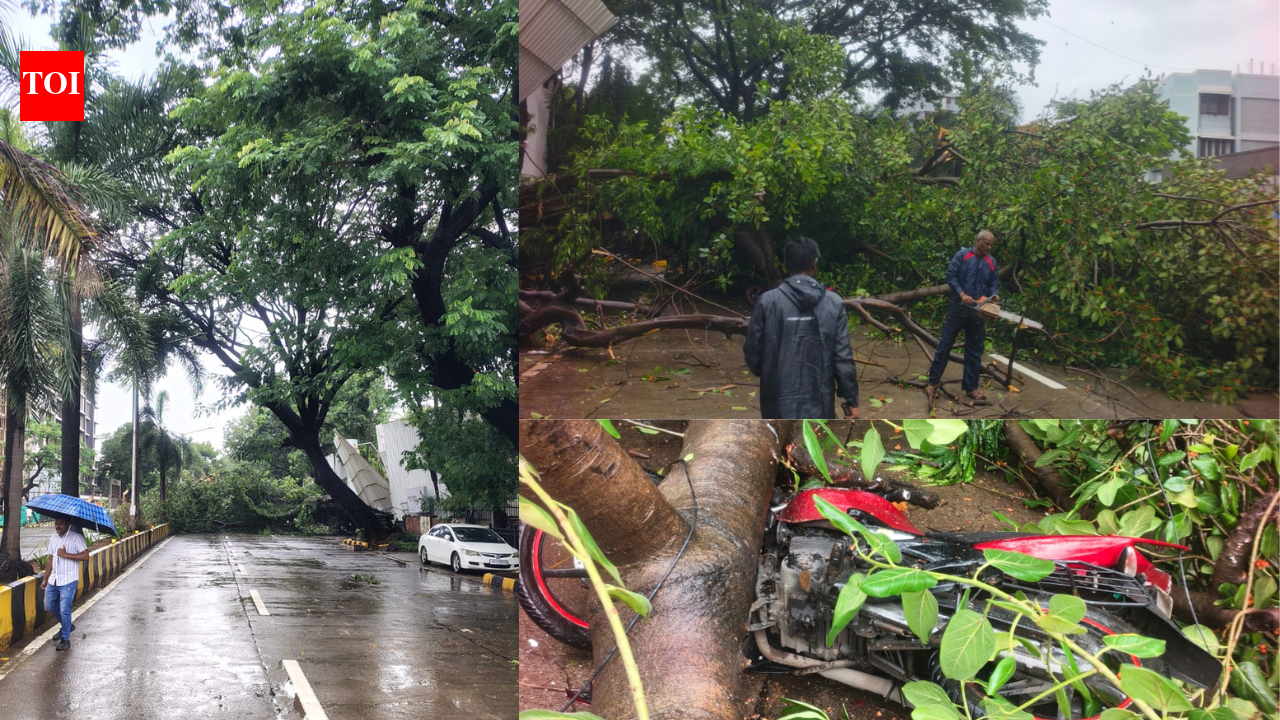 8 injured as tree collapses during inspection in Mumbai's Santacruz; city logs 91 tree-fall complaints