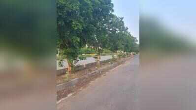 Monsoon near, unpruned trees raise safety concerns in Jaipur