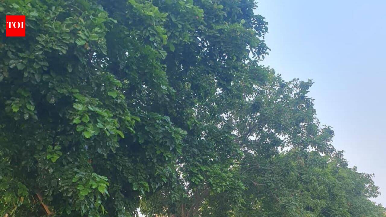 Monsoon near, unpruned trees raise safety concerns in Jaipur
