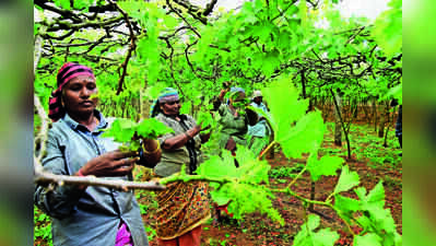 Coimbatore Grape Cultivation Plummets as Farmers Shift to Other Crops