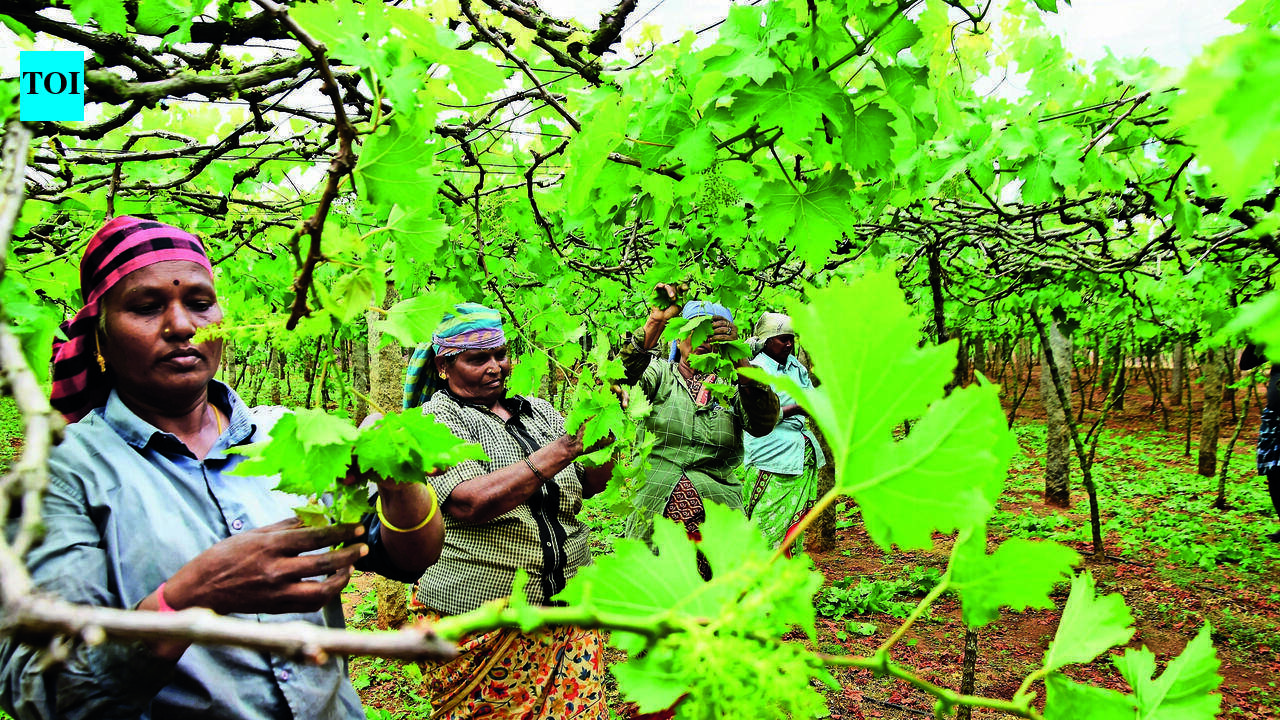 Coimbatore Grape Cultivation Plummets as Farmers Shift to Other Crops