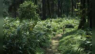 Kerala HC initiates suo motu case over reports of large-scale tree felling in Idukki