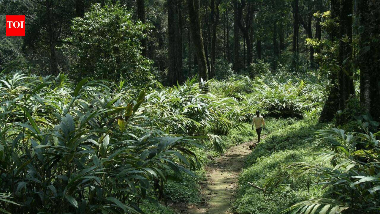 Kerala HC initiates suo motu case over reports of large-scale tree felling in Idukki