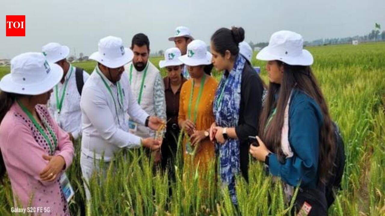 India’s ancient wheat varieties hold key to beating climate change, say scientists