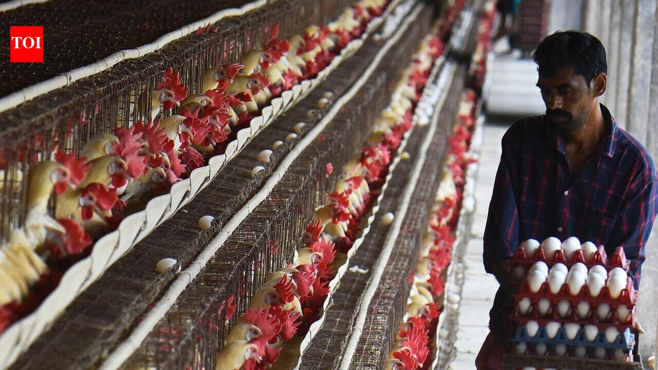 Consumers feel heat as chicken, egg prices climb across AP