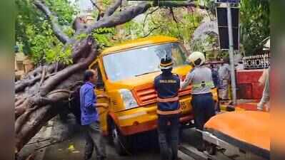  BMC had issued tree safety notice to road contractor in March