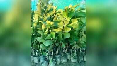 Three new guava varieties introduced to revive Prayagraj’s famed fruit belt