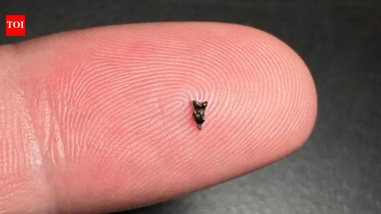 Scientists found ancient teeth smaller than a fingertip; they are rewriting early primate history