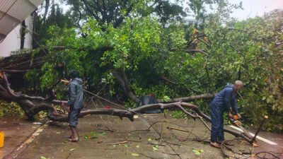 Ex-deputy mayor's son dies after coconut tree falls on bike near Mumbai