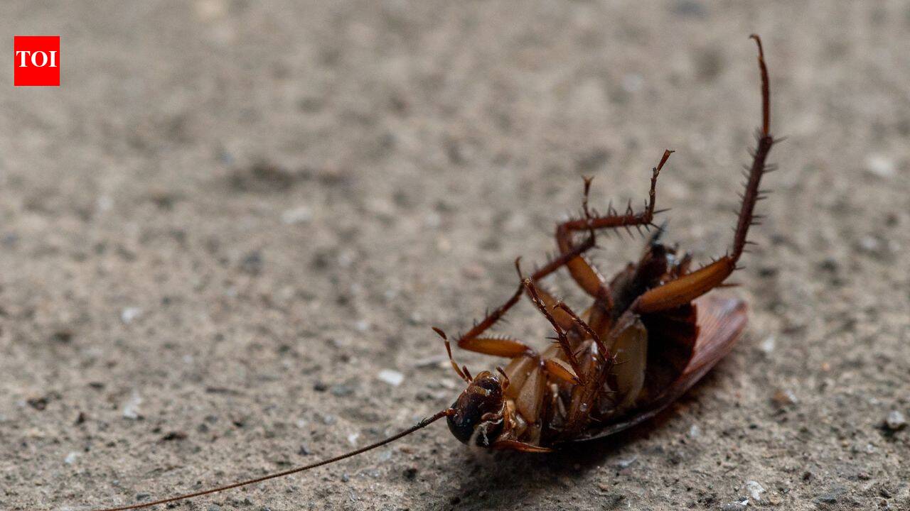 Why playing dead helps insects escape predators, according to science