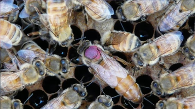  Scientists study this unusual behaviour in bees