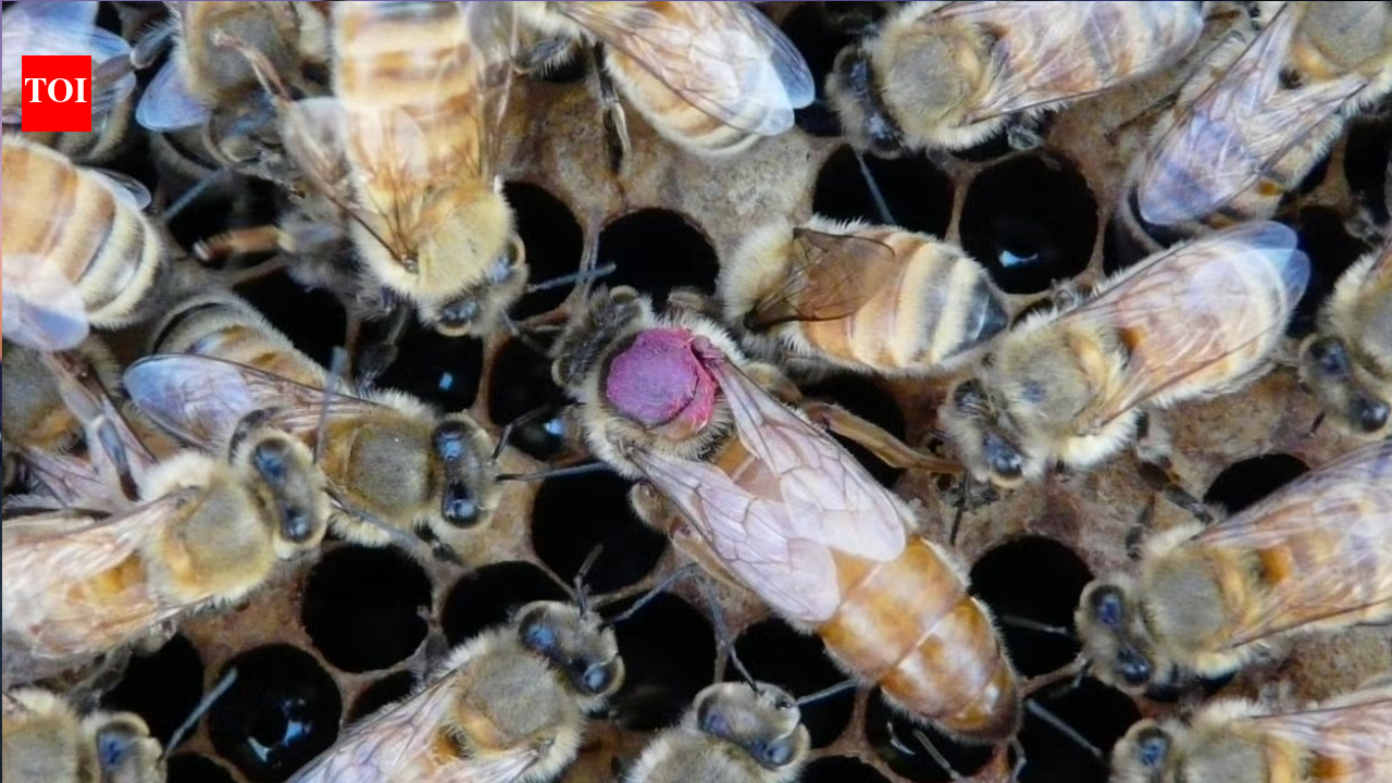 Queen bees dump pesticides into their own eggs: Scientists study this unusual behaviour in bees