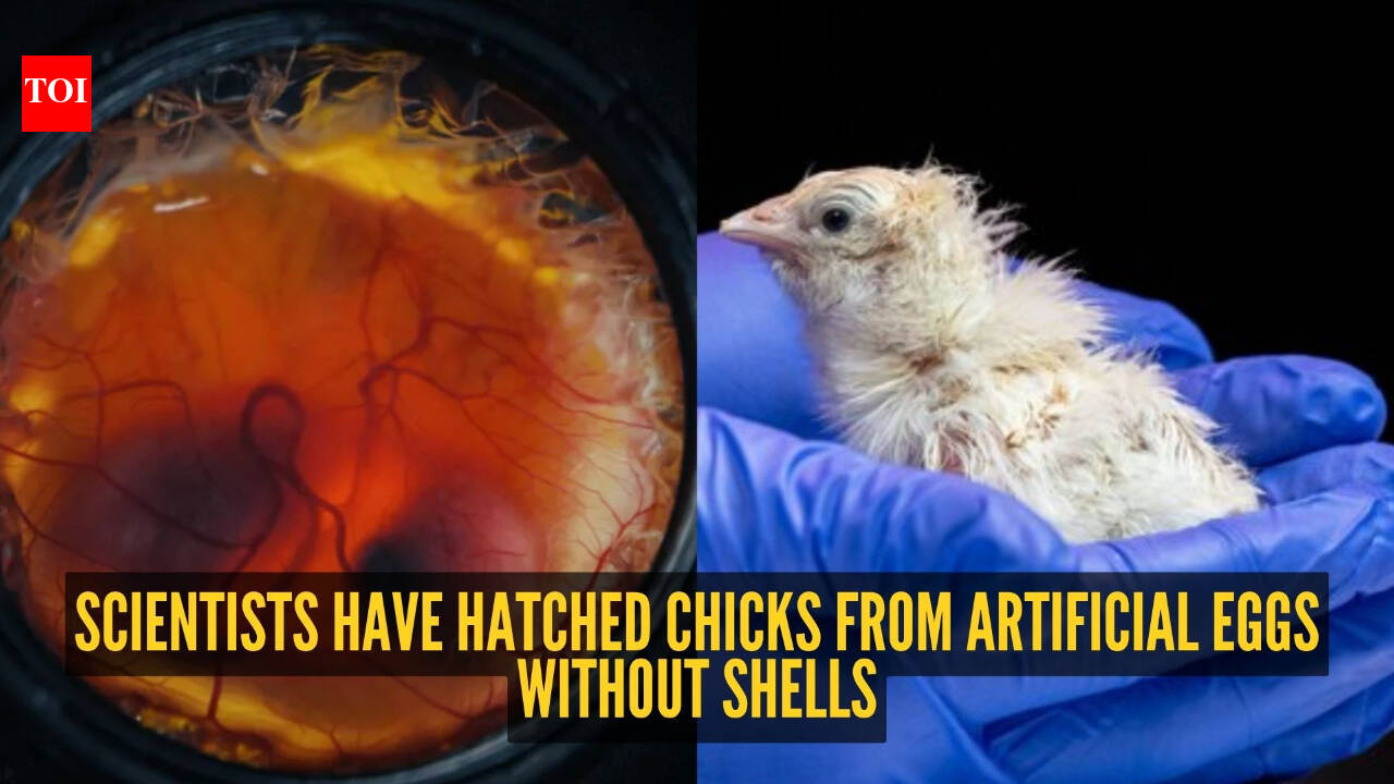 This isn't Sci-Fi: Scientists hatch chicks in shell-less artificial eggs for the first time