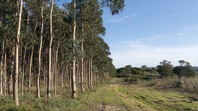 Portugal in the 20th century planted millions of Australian eucalyptus trees for paper production, but today scientists say the forests fuel larger wildfires and support far less native wildlife